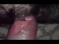 Me fucking my ex gfs dog,my first and only time ever do